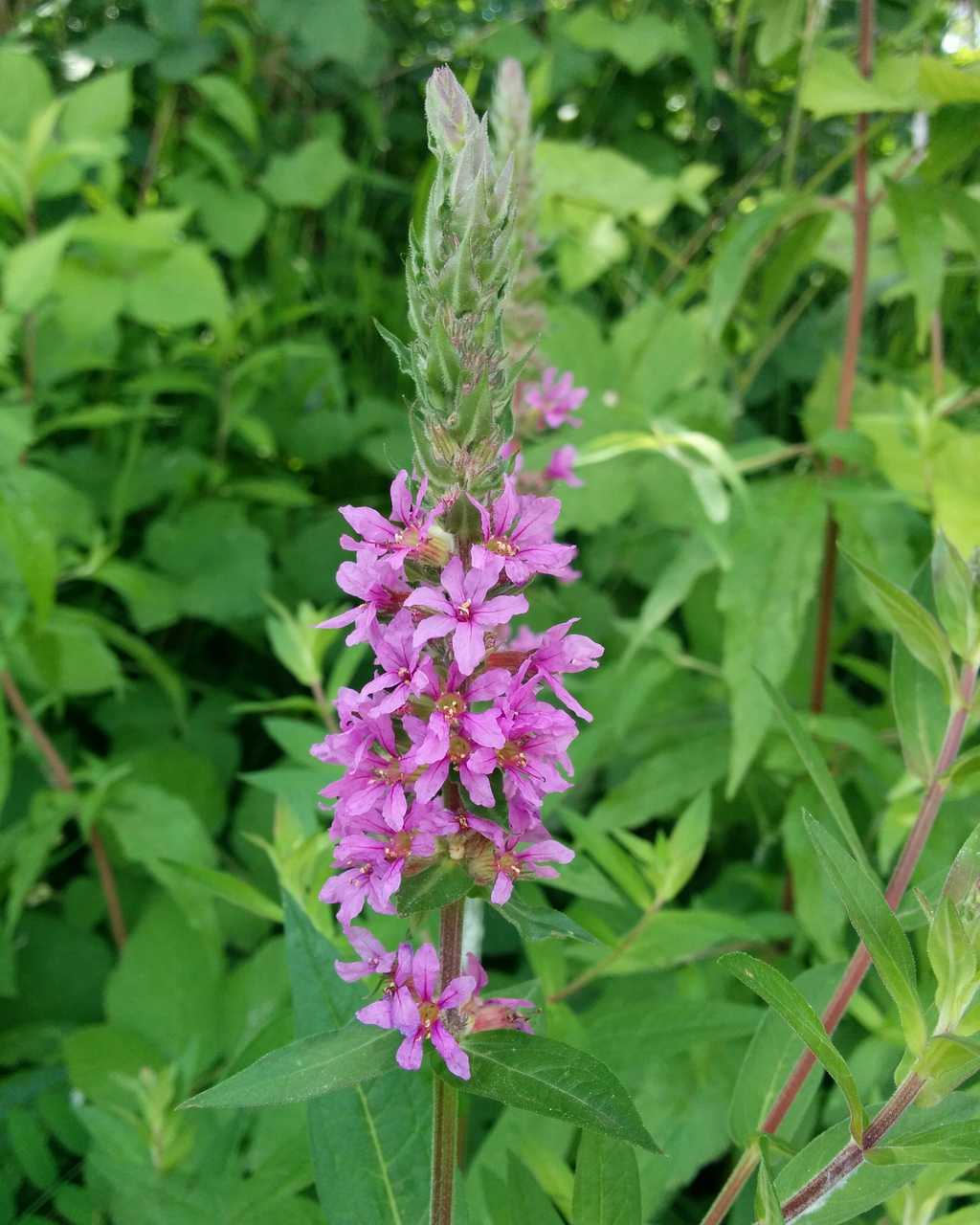 Lythrum salicaria / Salcerella comune